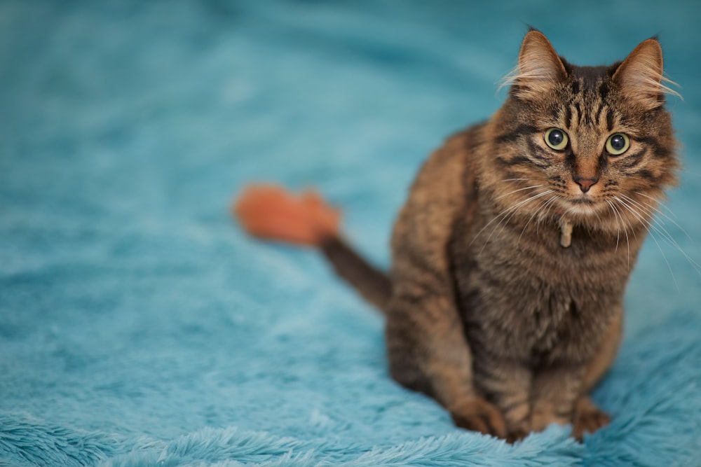 青い織物に茶色のぶち猫