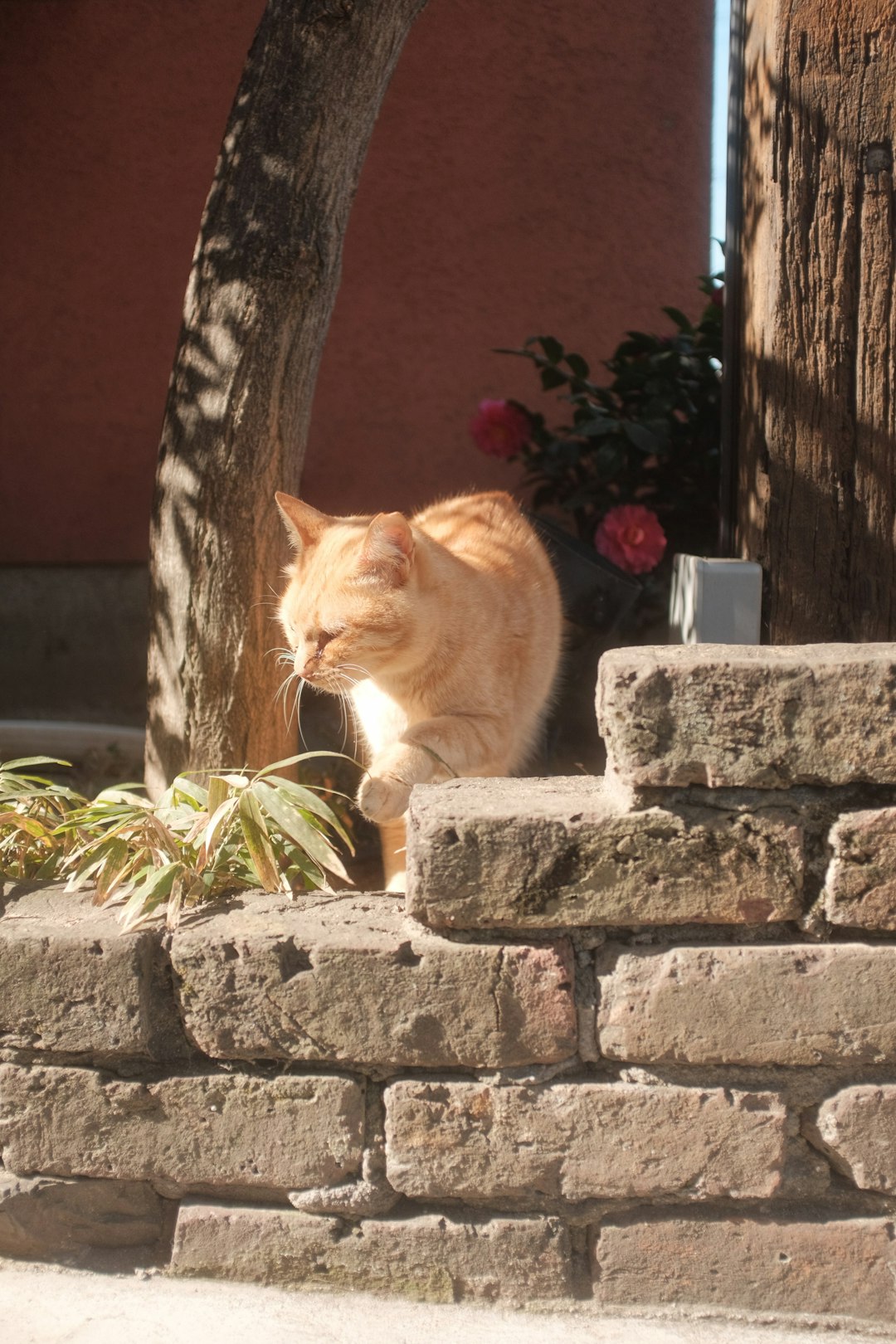 orange tabby cat on gray concrete blocks