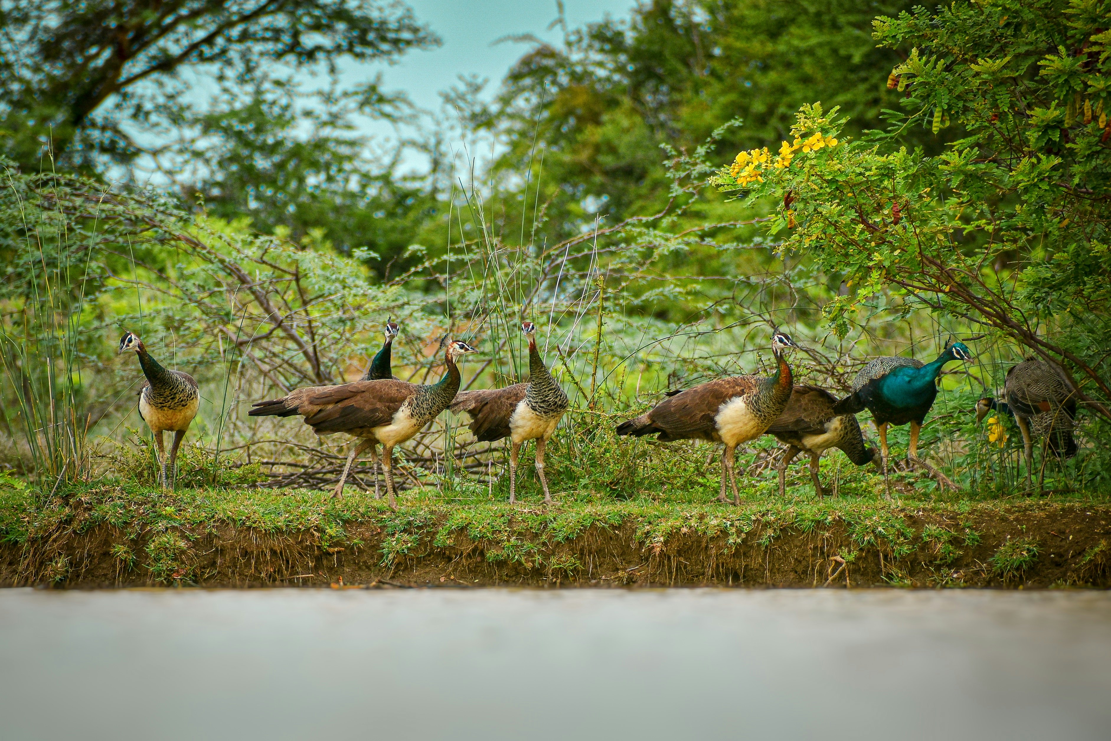 flock of brown and black birds on green grass field near body of water during daytime