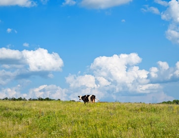 A serene cow grazing peacefully on vibrant green grass under a clear blue sky.