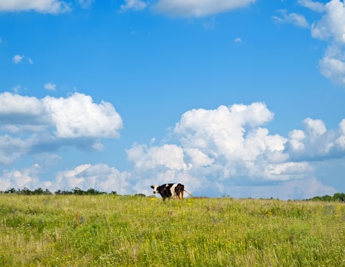 A serene farm landscape with grazing dairy cows under a clear blue sky.