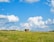A serene farm landscape with grazing cattle under a clear blue sky.
