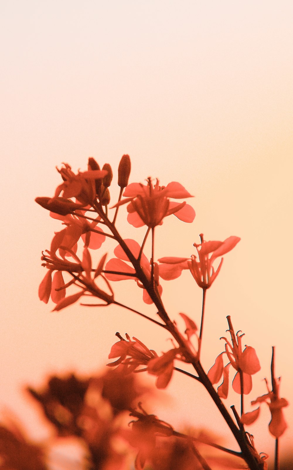 red flowers with white background