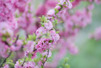 pink flowers in tilt shift lens