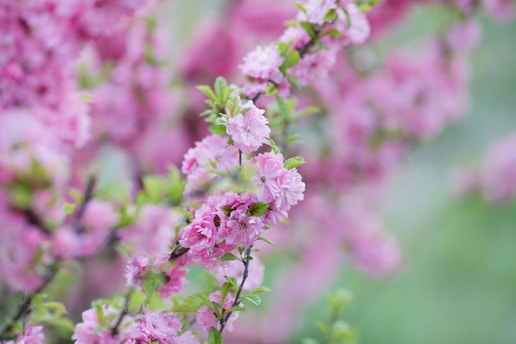 pink flowers in tilt shift lens