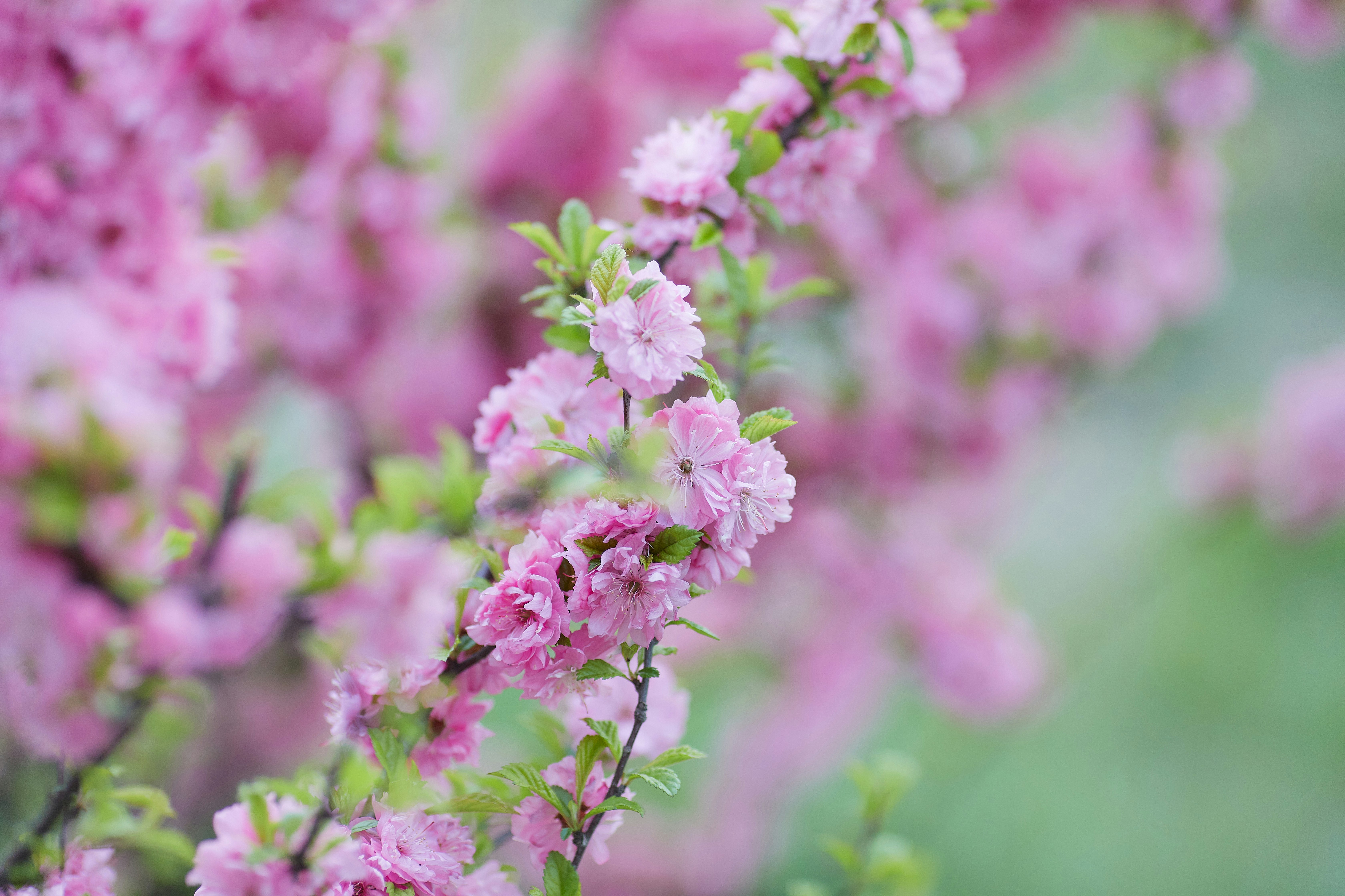 pink flowers in tilt shift lens