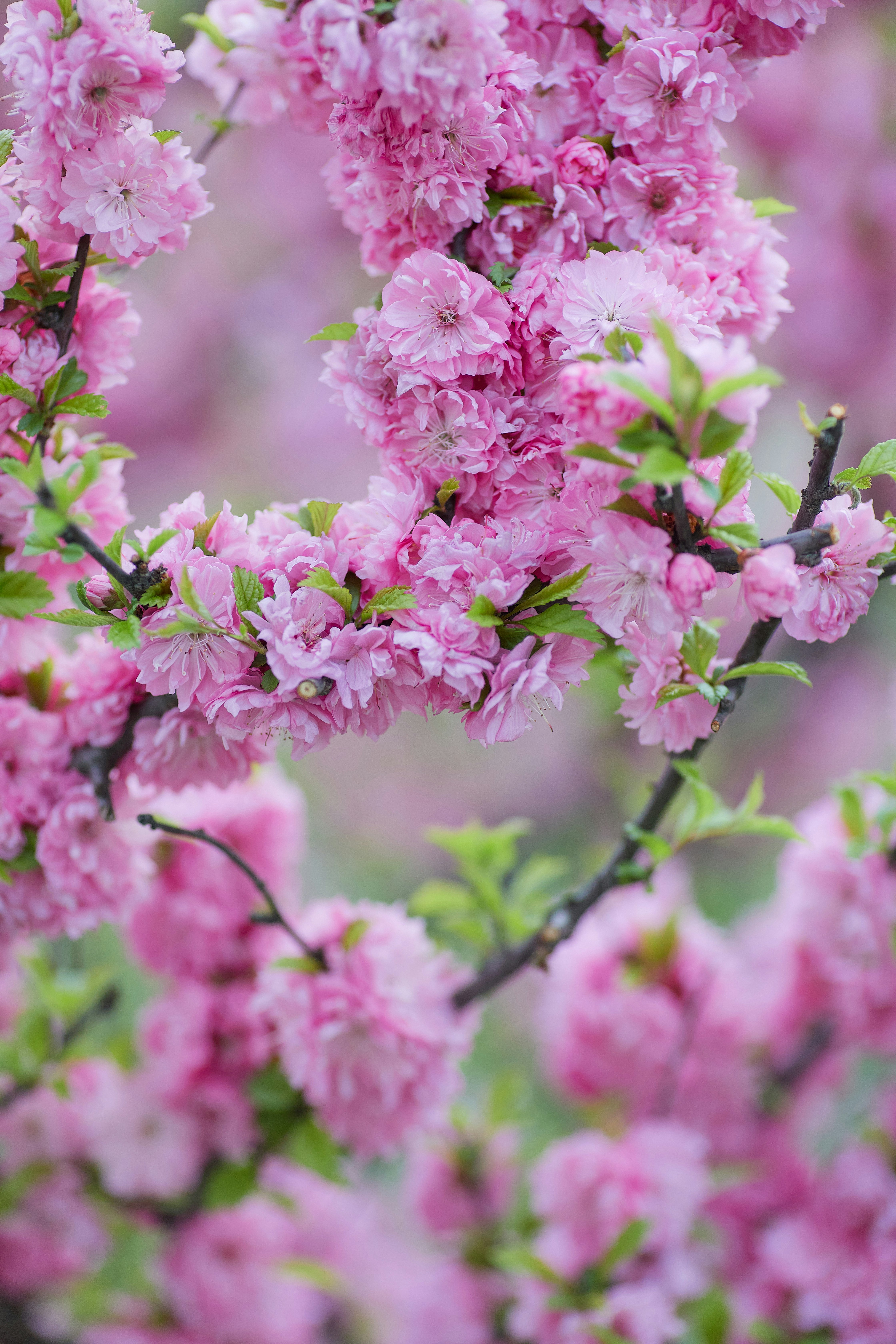 Beautiful ornamental cherry (pseudo-sakura) in a russian garden close-up. Stylish delicate pink blooming flowers
