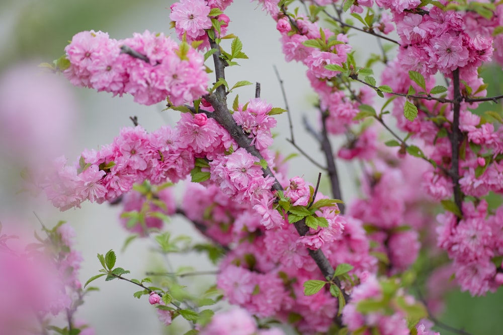 flores cor-de-rosa na lente tilt shift