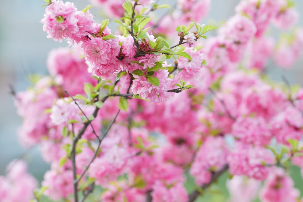 pink flower in tilt shift lens