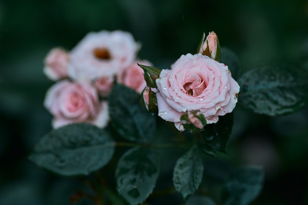roses roses avec des gouttelettes d’eau