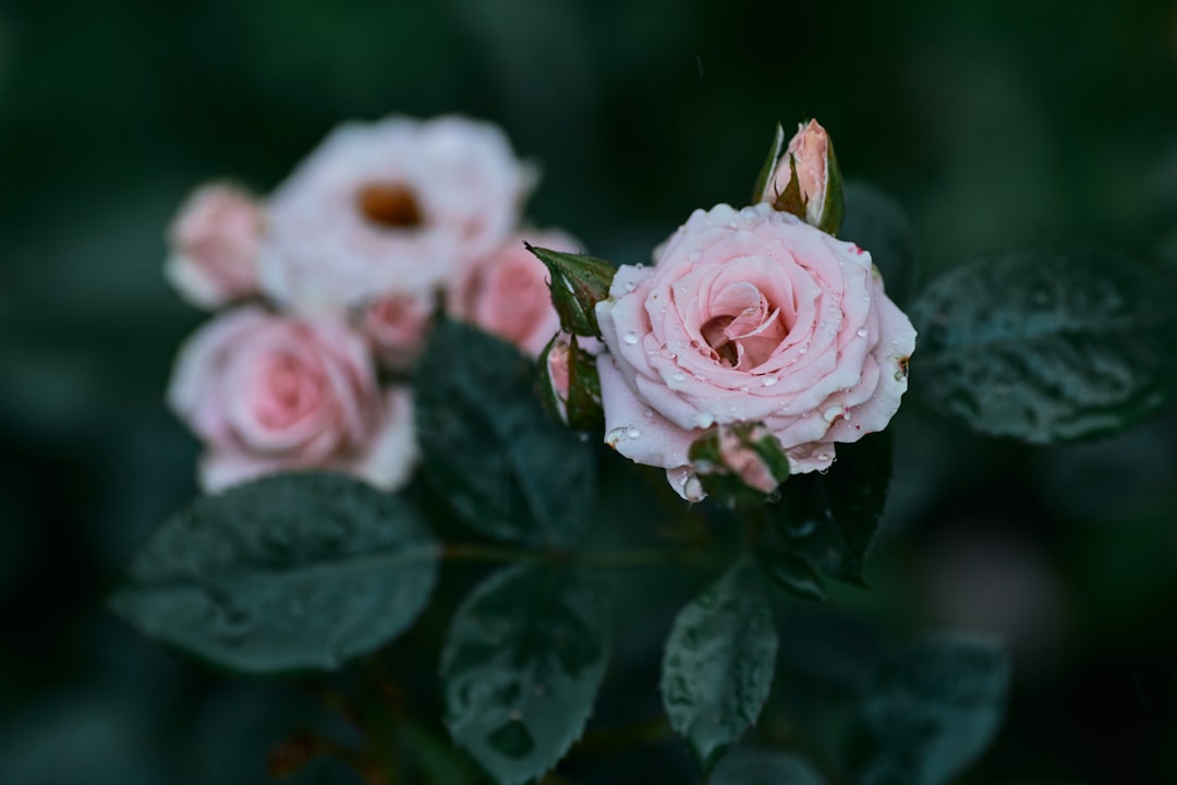 pink roses with water droplets