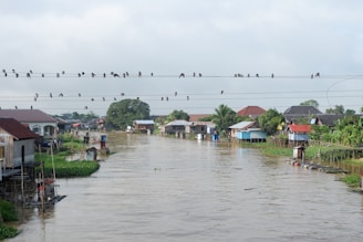 A river flows through a rural area with houses built on stilts on both sides. Birds are perched on power lines that stretch across the river, and there is lush vegetation surrounding the small homes. The sky is overcast, indicating a calm and quiet atmosphere.