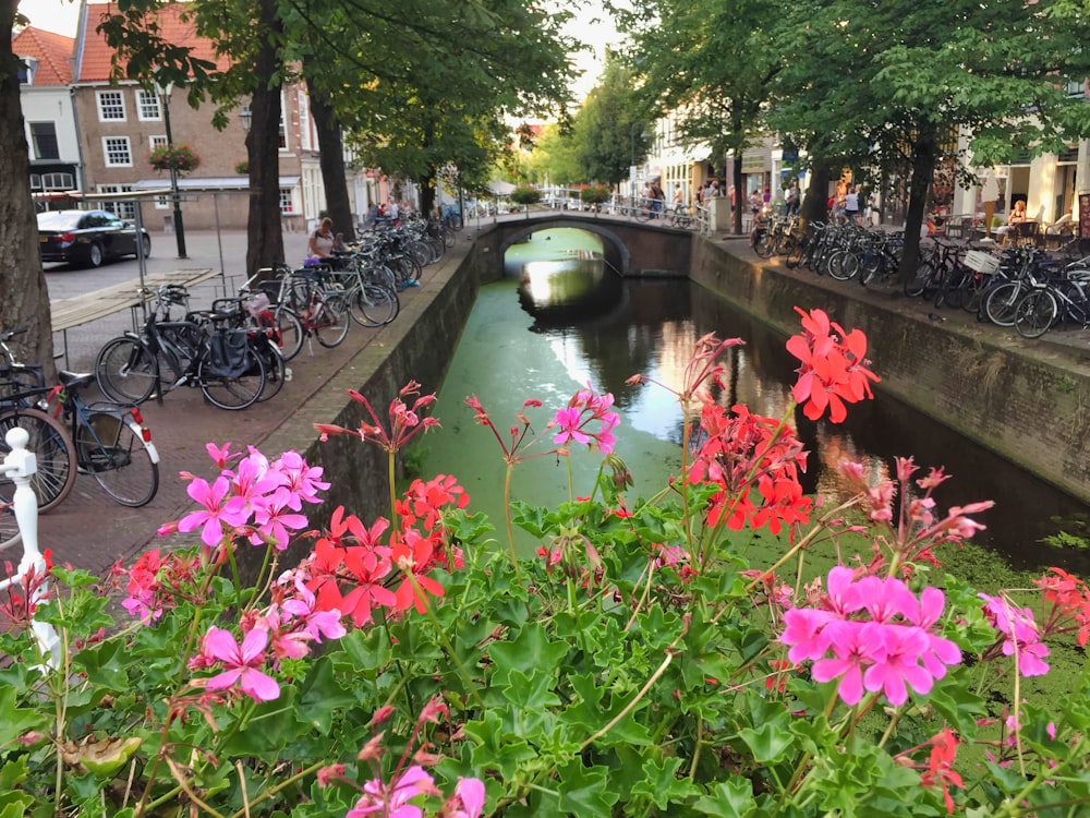 緑の池に咲くピンクの花