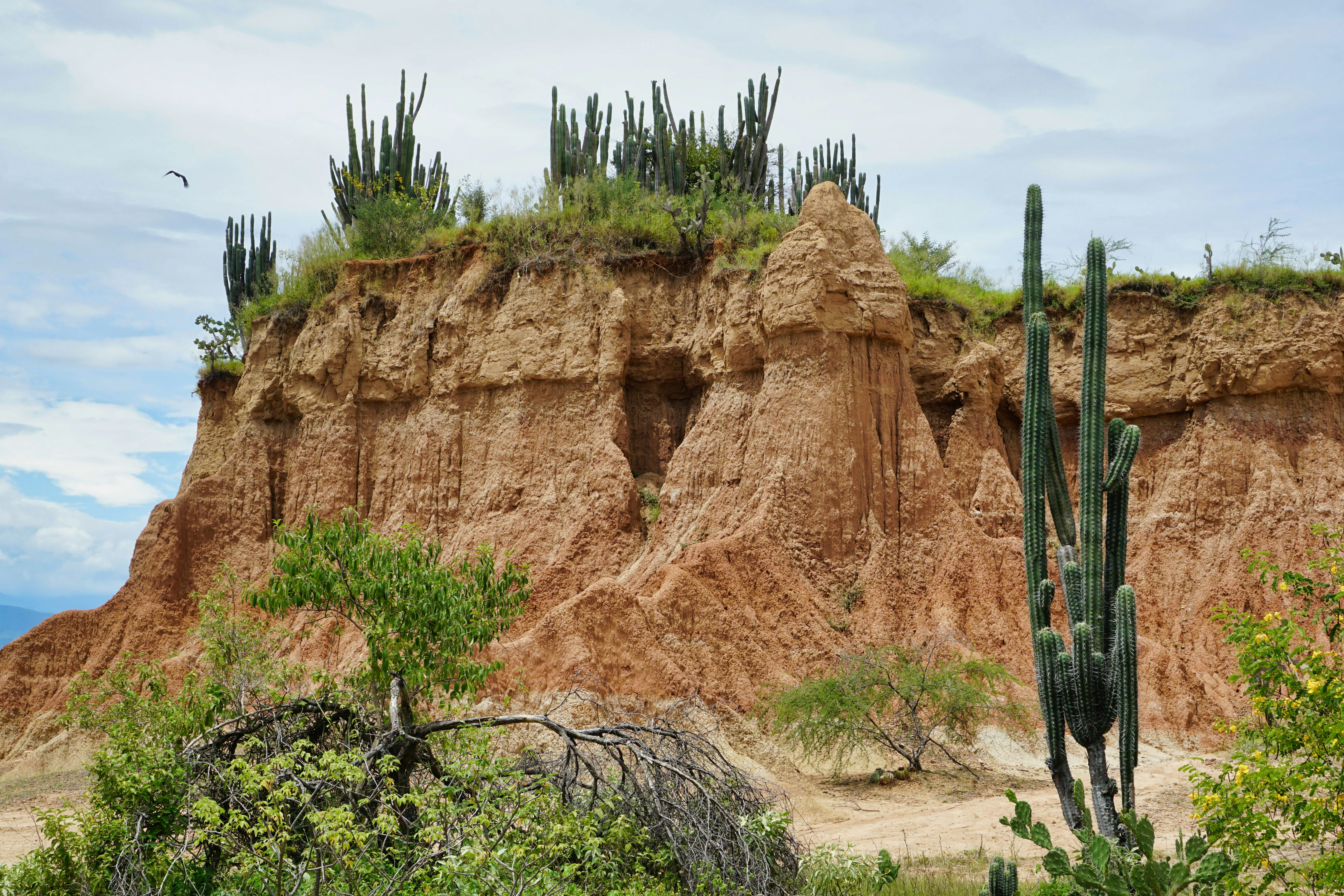 Huge wild cacti in Tatacoa Desert, Villavieja, Huila, Colombia.