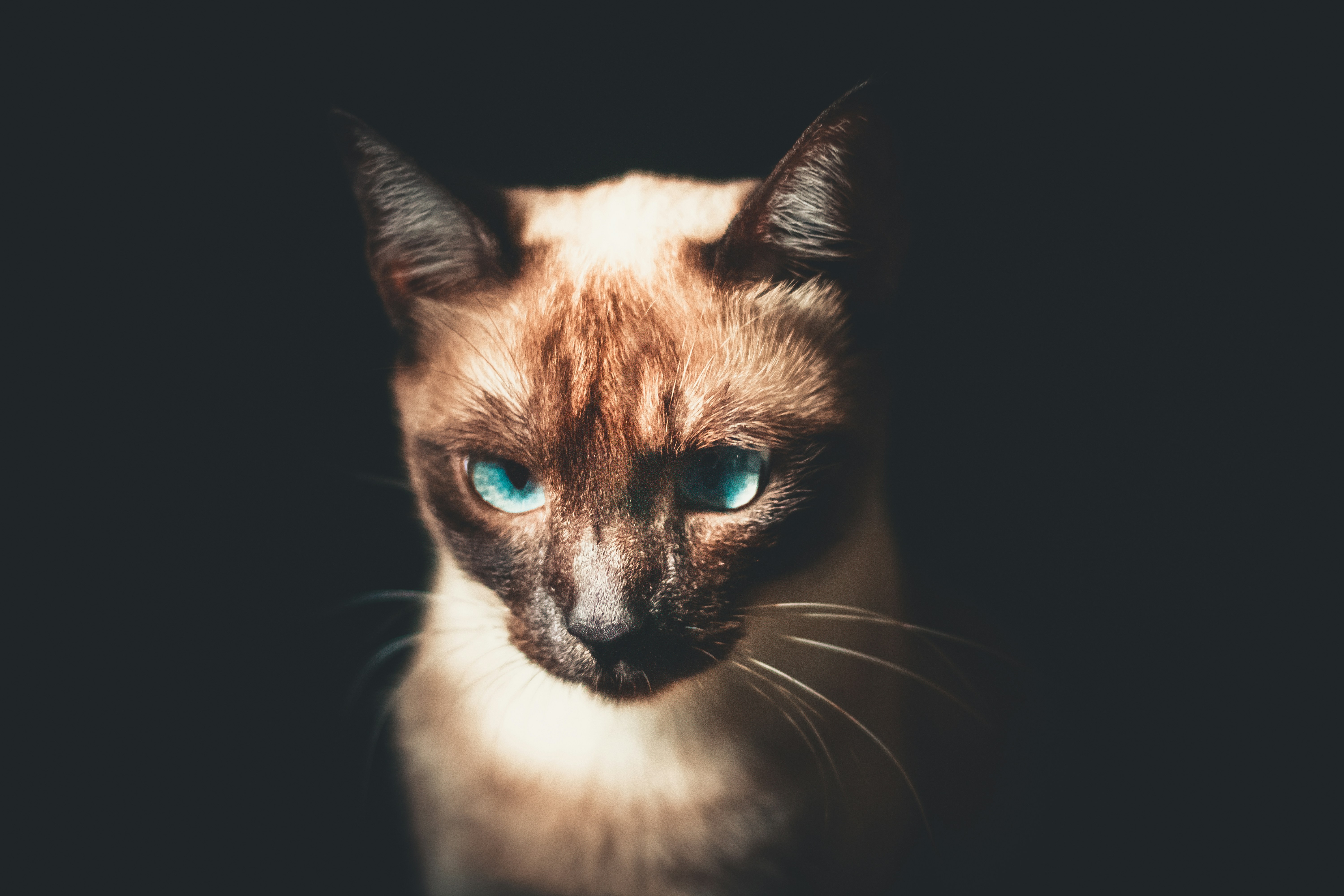 brown and black cat with blue eyes