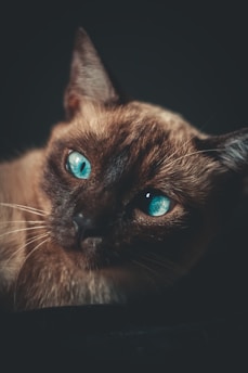 brown and black cat with blue eyes