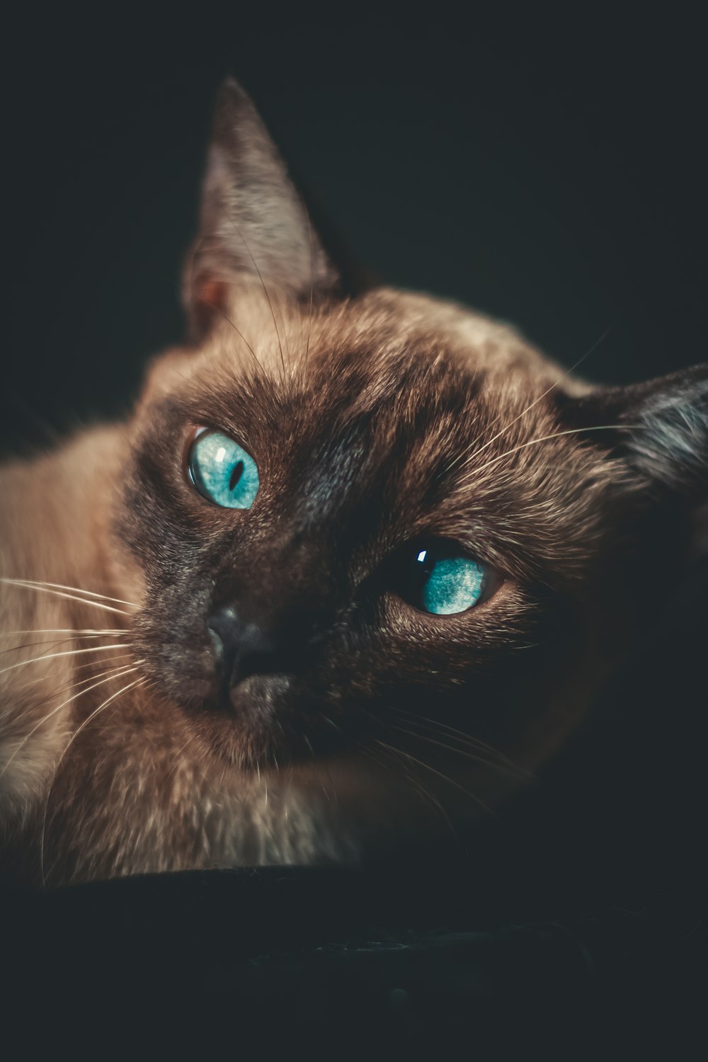 brown and black cat with blue eyes