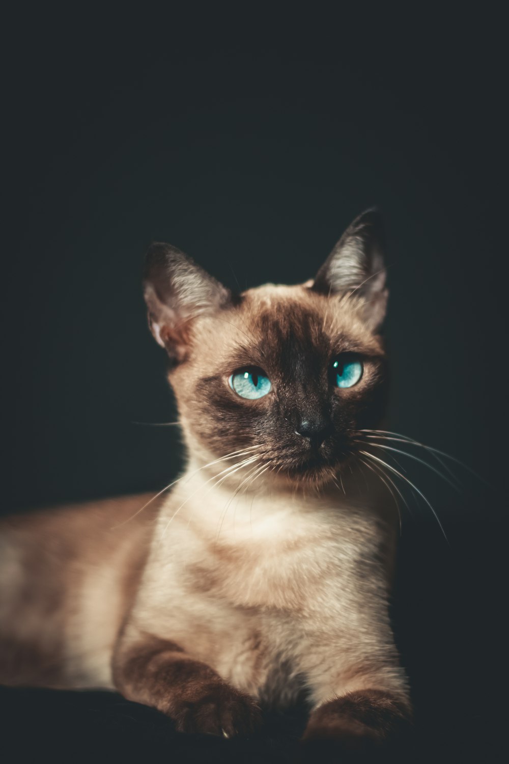 white and black cat with black background