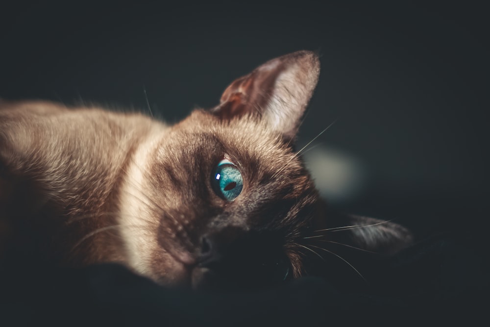 brown and black cat in black background