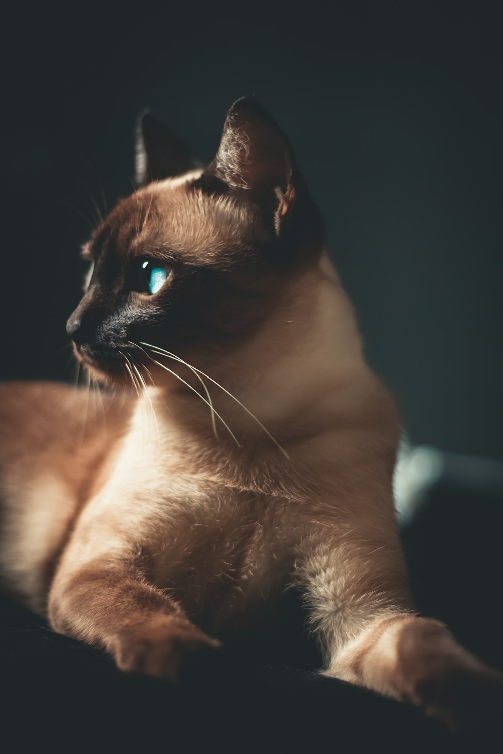 white and black short fur cat