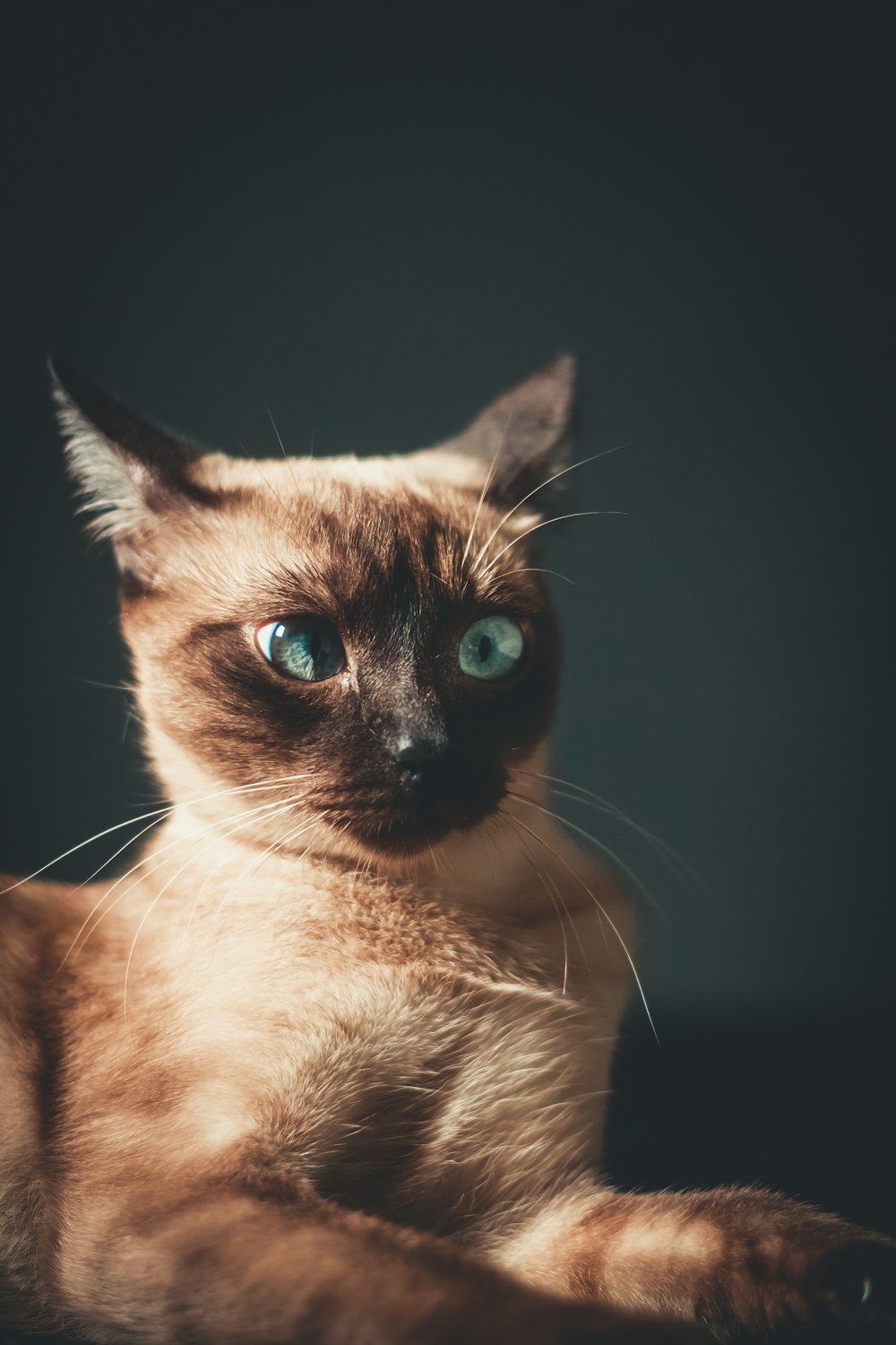 brown and black cat with blue eyes