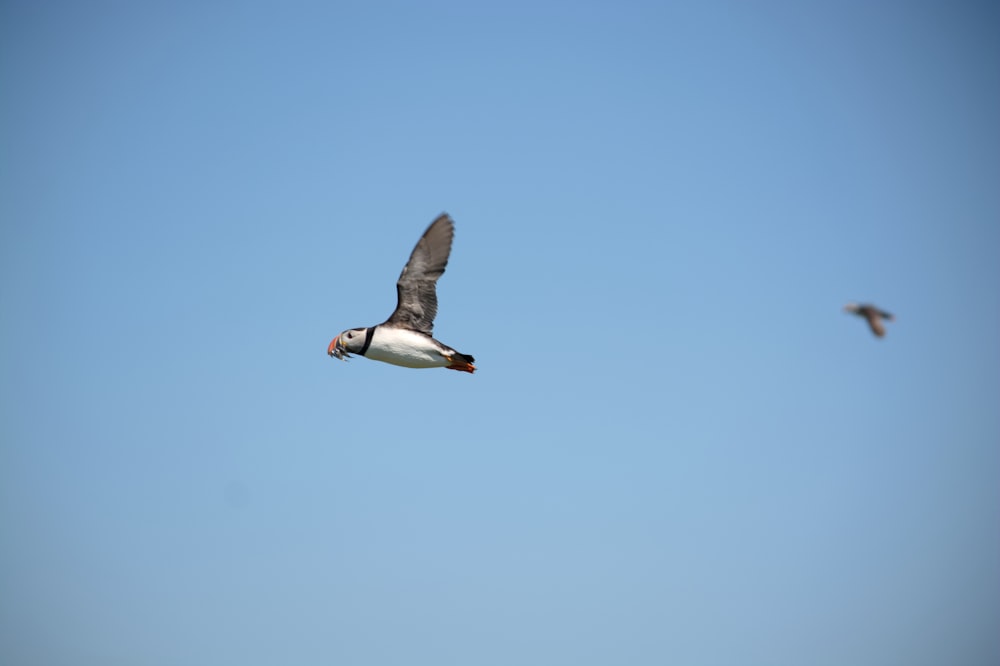 white and black bird flying