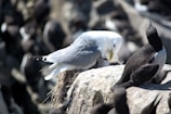 A researcher carefully monitoring bird nests in a coastal wetland.