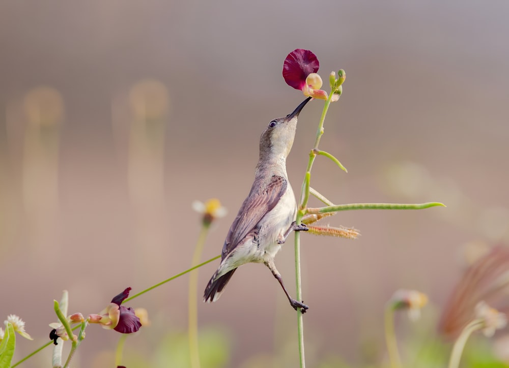 gray and white bird on red flower