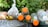 Various discarded items including plastic bottles with orange caps, a banana, and bags containing what appears to be organic waste are placed on top of a graffiti-covered surface with green foliage in the background.