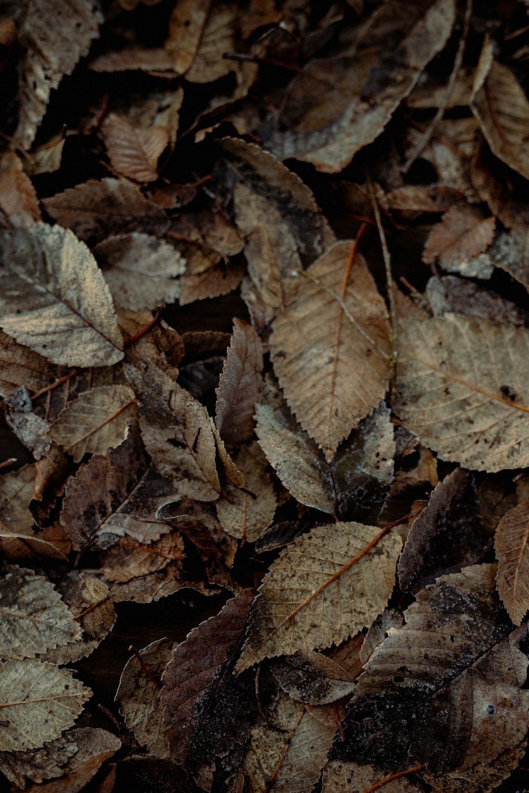 brown dried leaves on ground