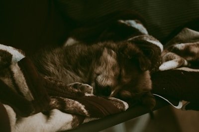 A cozy puppy resting peacefully on a soft blanket at home.