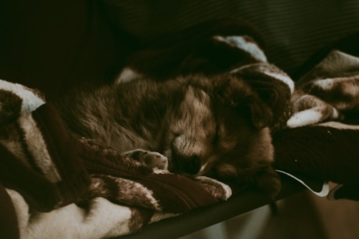 Oakland the puppy curled up peacefully on a soft blanket by a sunlit window.
