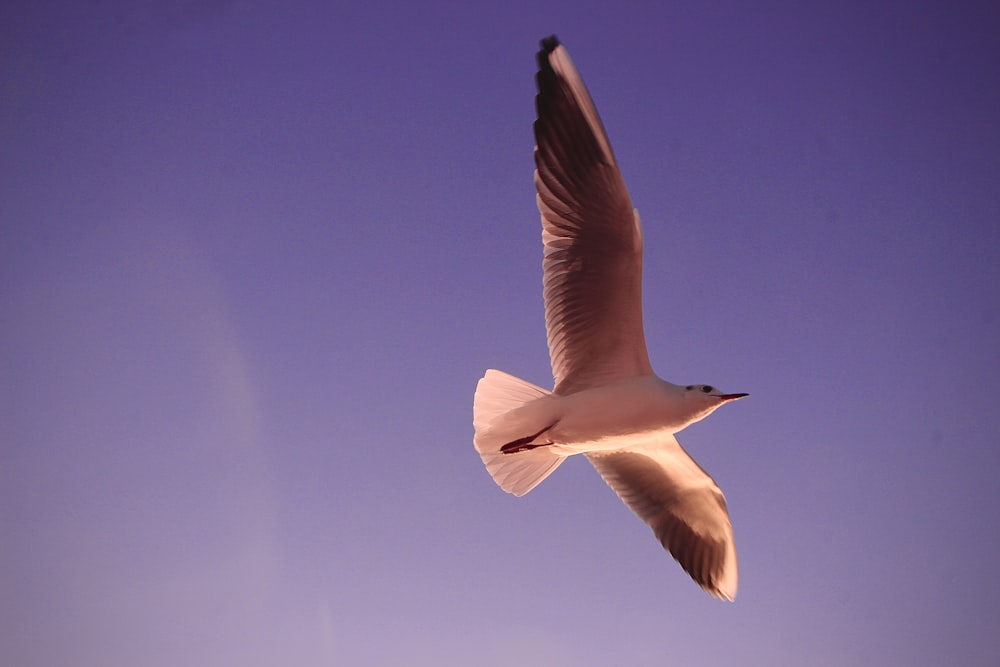 pájaro blanco volando durante el día