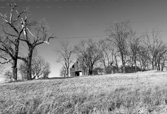 Black and white photo of an old rustic barn surrounded by tall grass swaying in the wind.