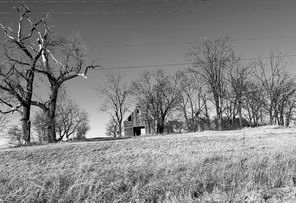 Black and white photo of an old rustic barn surrounded by tall grass swaying in the wind.