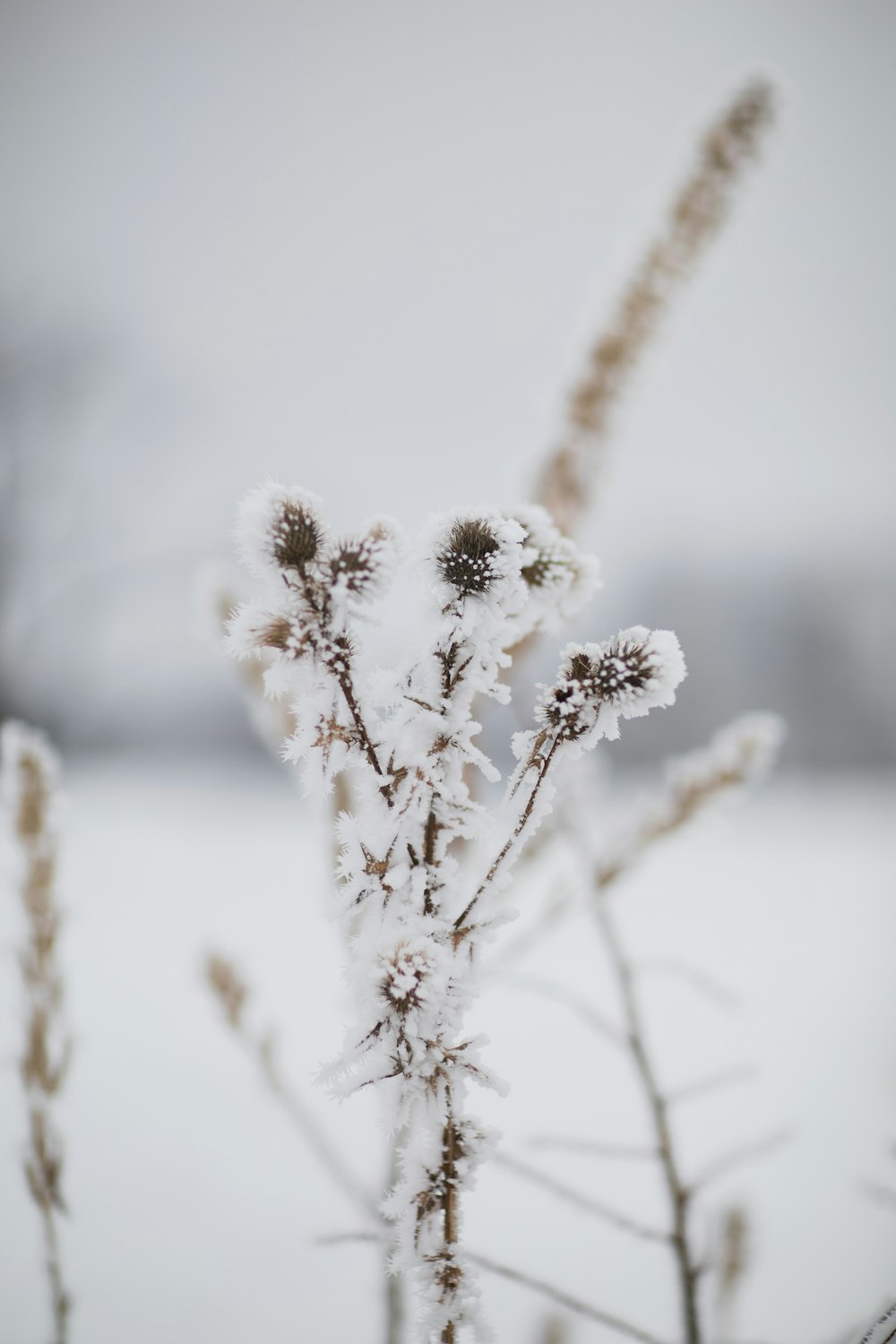 white flowers in tilt shift lens