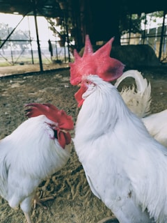 Two roosters facing off in a traditional ring surrounded by cheering spectators