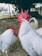 Two white roosters stand in a barnyard setting, appearing engaged with each other. They have prominent red combs and wattles, contrasting sharply with their white feathers. The background includes a fenced area with some indistinct structures.