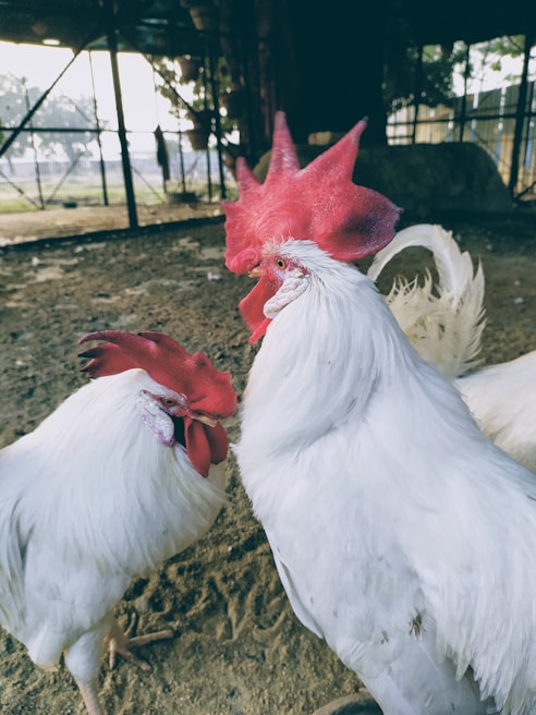 Two roosters facing off in a traditional ring surrounded by cheering spectators