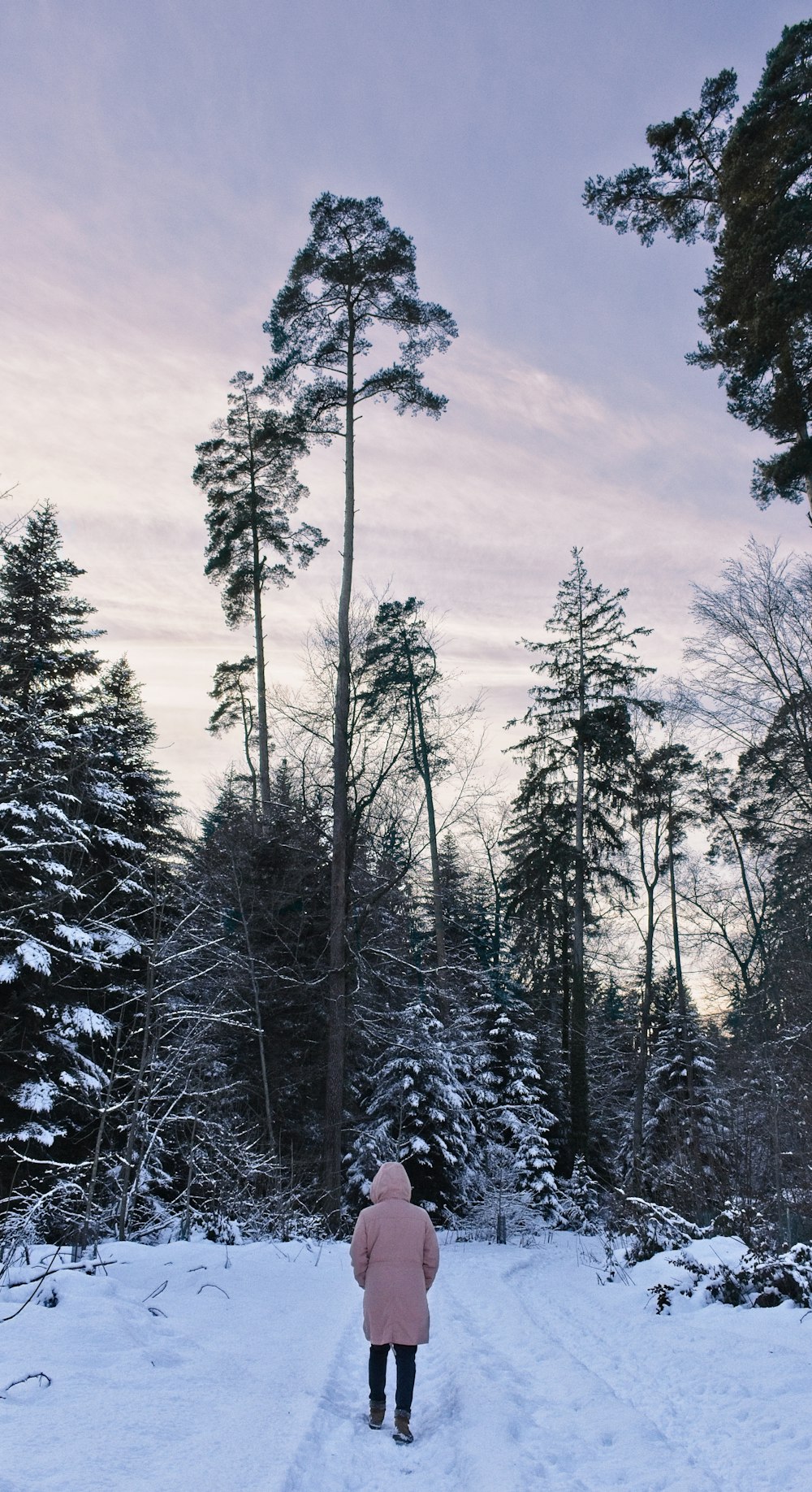 green pine trees covered with snow under white clouds and blue sky during daytime