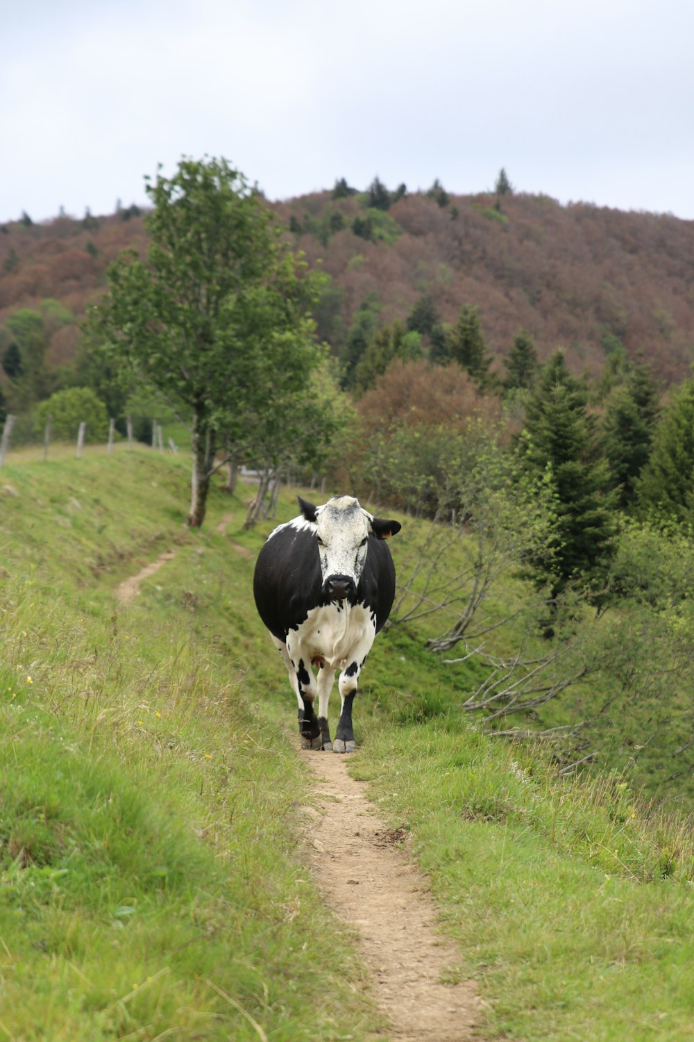 Vaca blanca y negra en campo de hierba verde durante el día