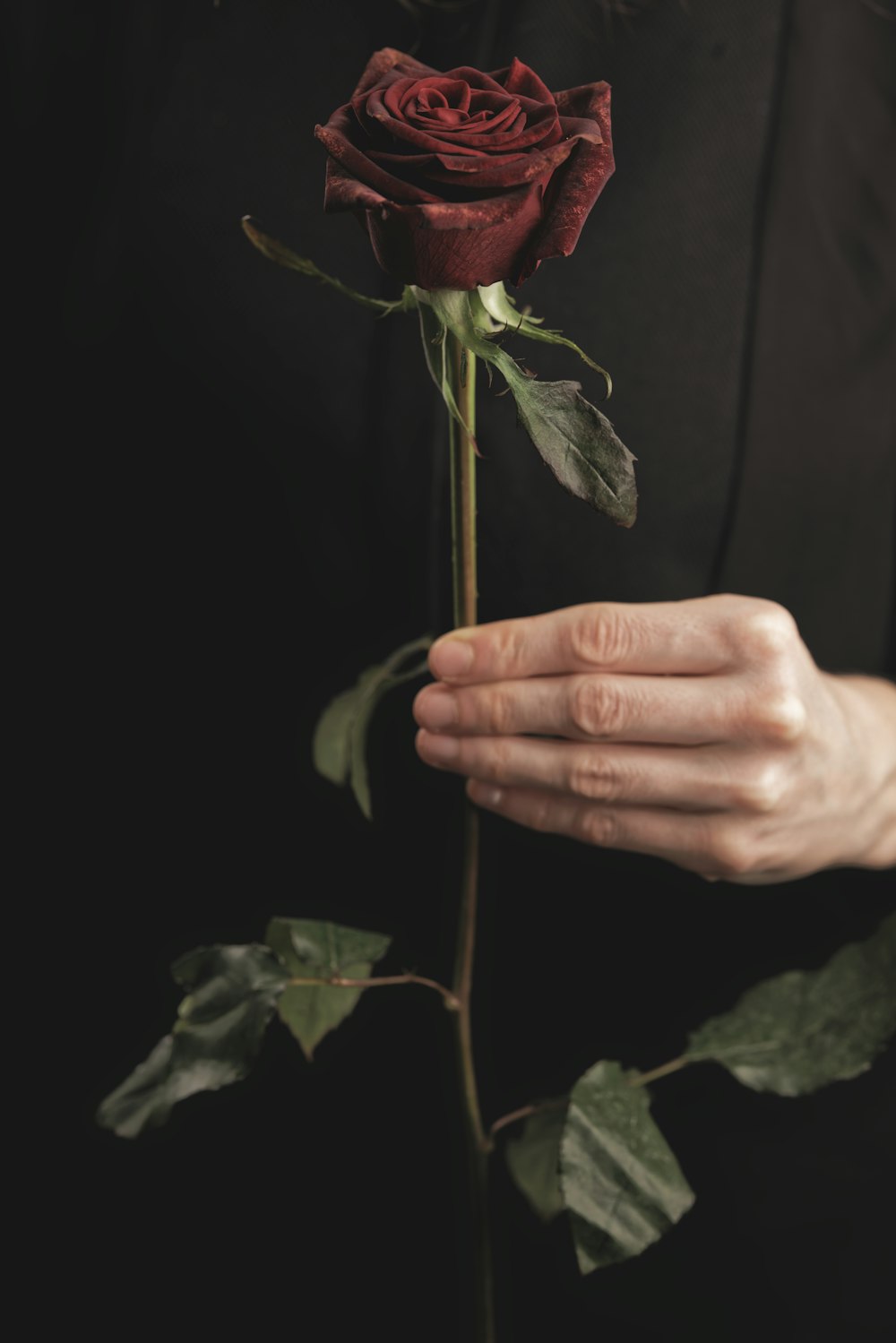 personne tenant une rose rouge dans une pièce sombre