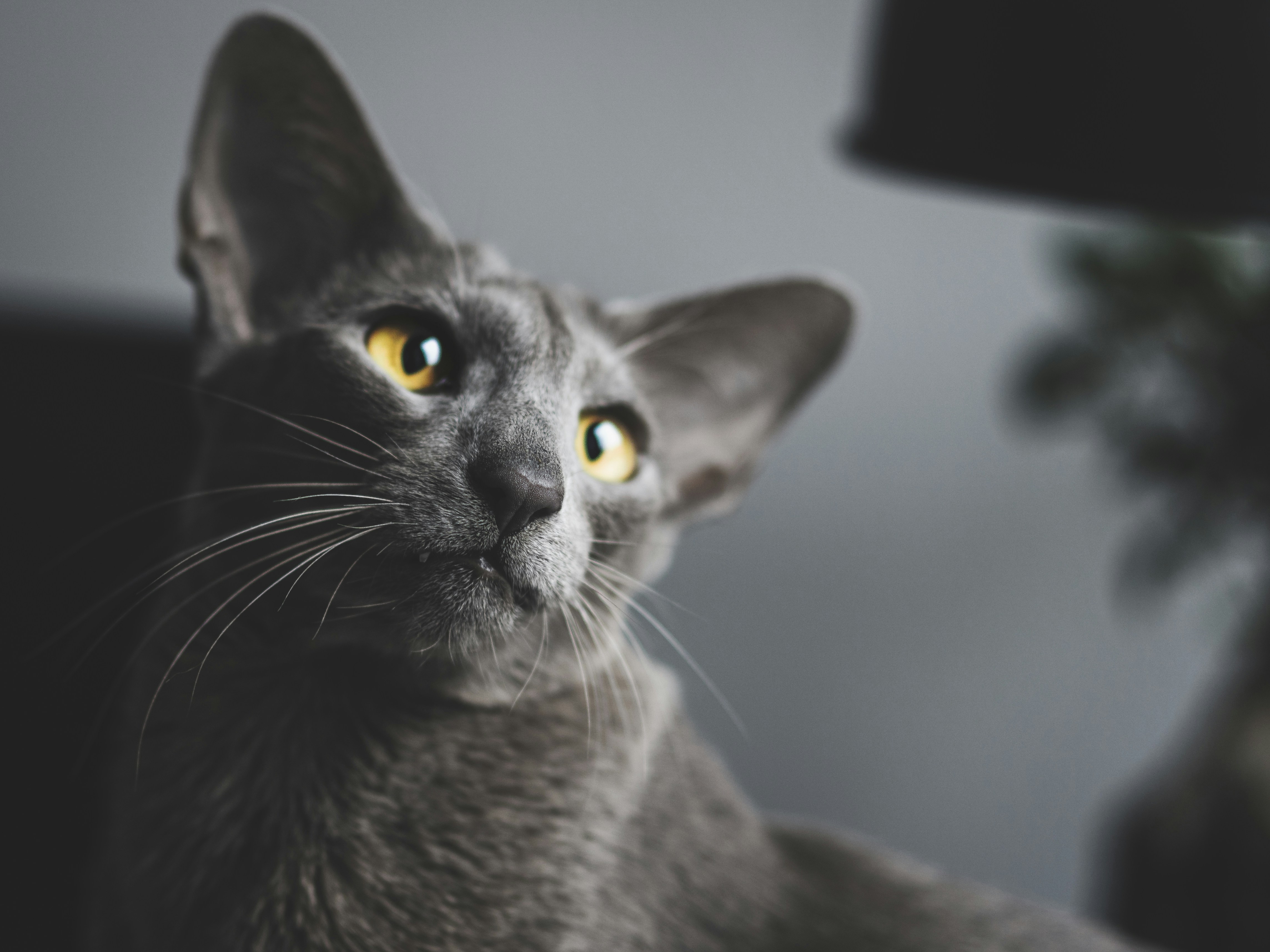 Oriental Shorthair: Sleek Lines, Loyal Hearts (image credits: unsplash)