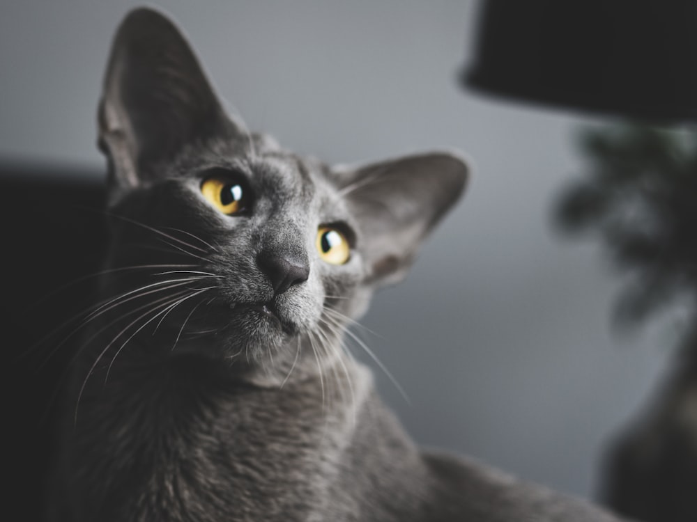 gato preto com olhos amarelos