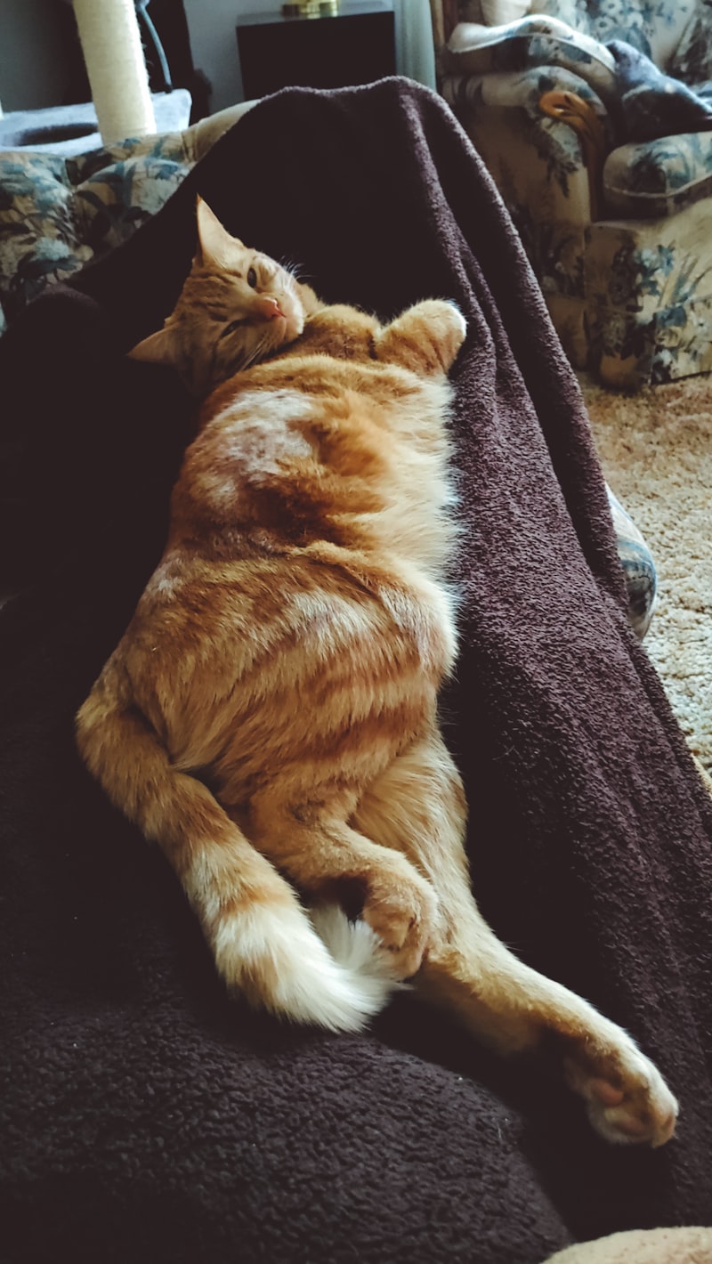 A cozy orange tabby cat curled up comfortably on a warm blanket