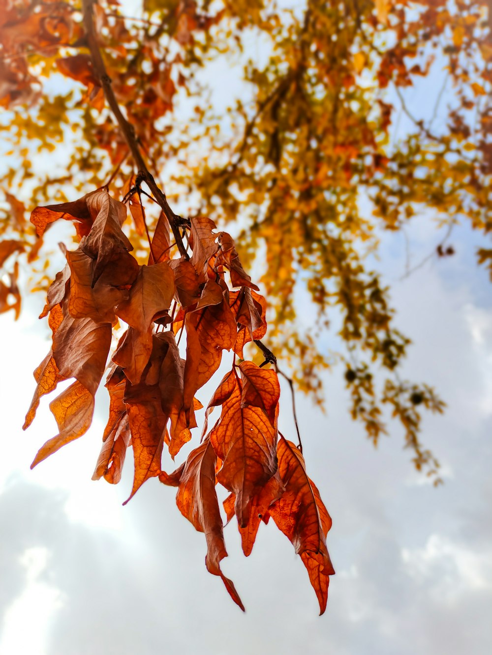 brown leaves under blue sky during daytime