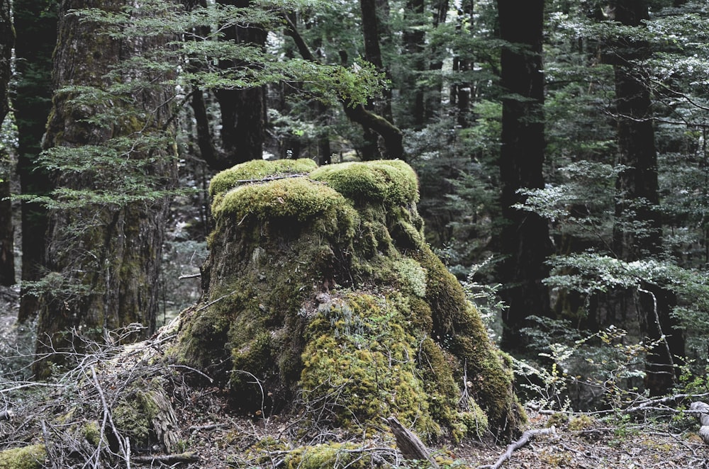 brown and green rock formation in forest during daytime