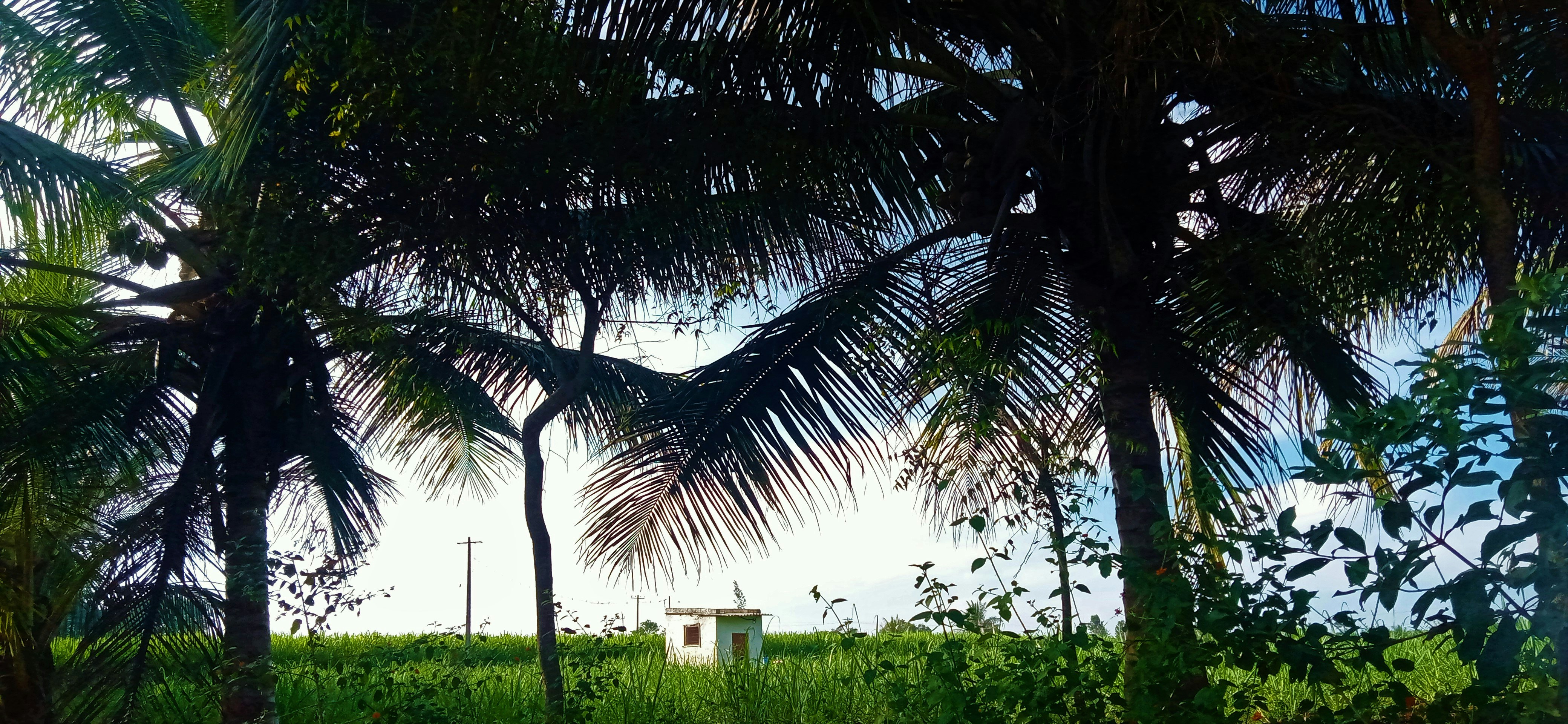 green palm tree near white house during daytime