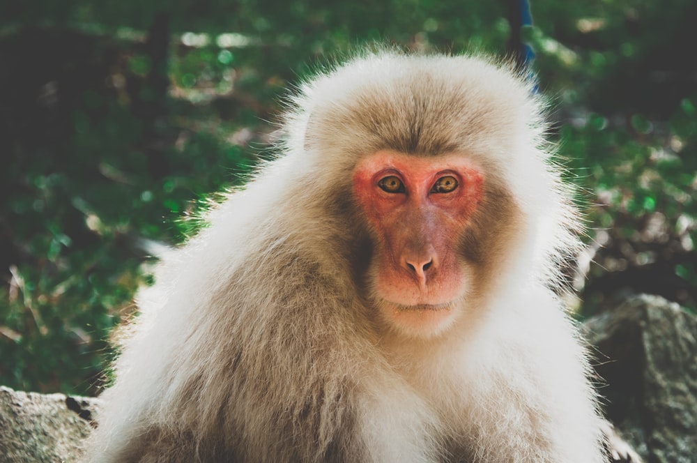 brown and white monkey in close up photography