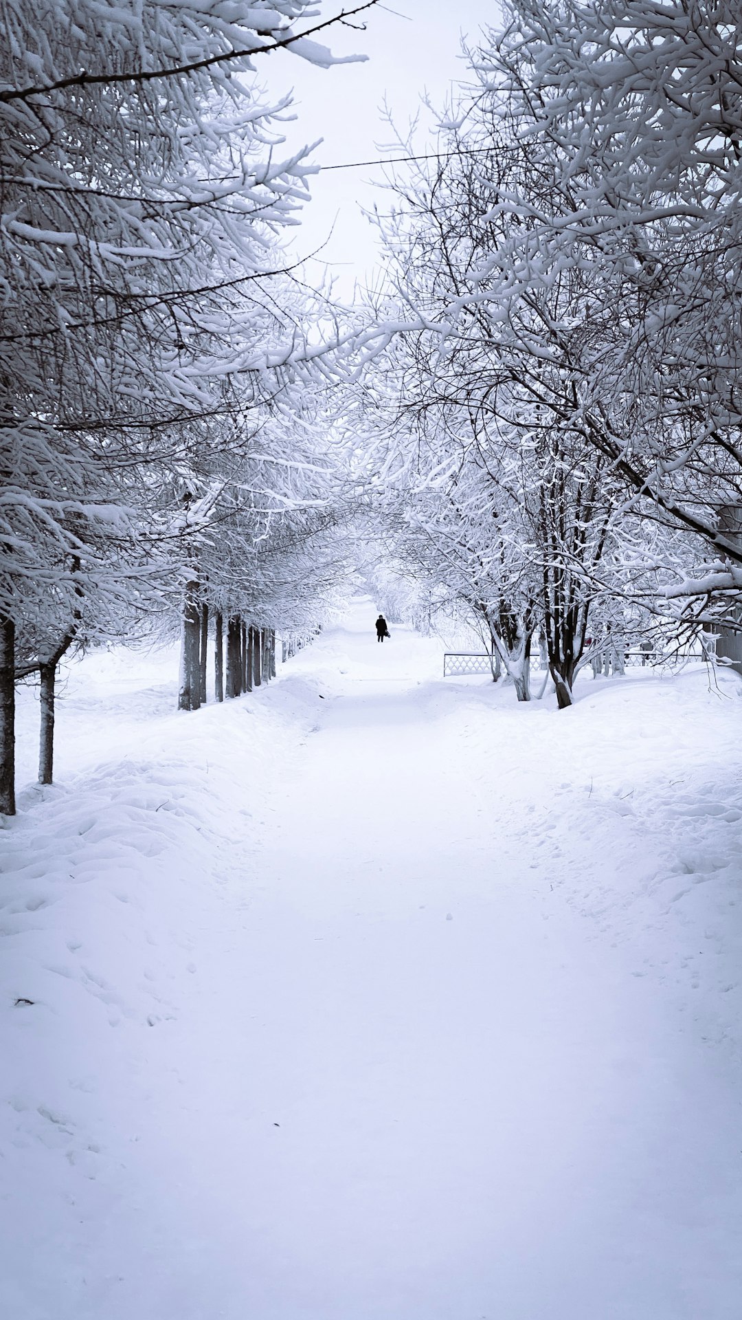 person walking on snow covered pathway between bare trees during daytime